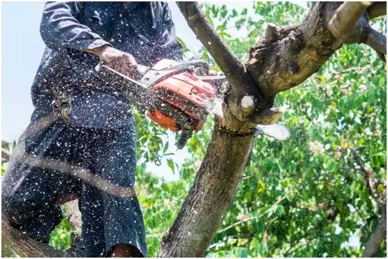 tree services Bridgewater